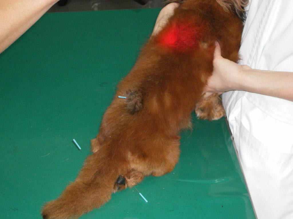 リハビリサービス