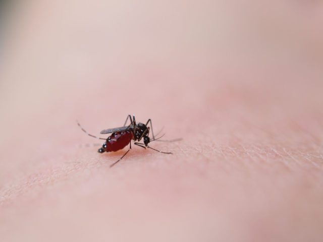 フィラリアってな～に