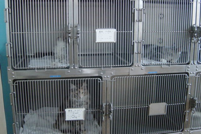 猫専用入院室