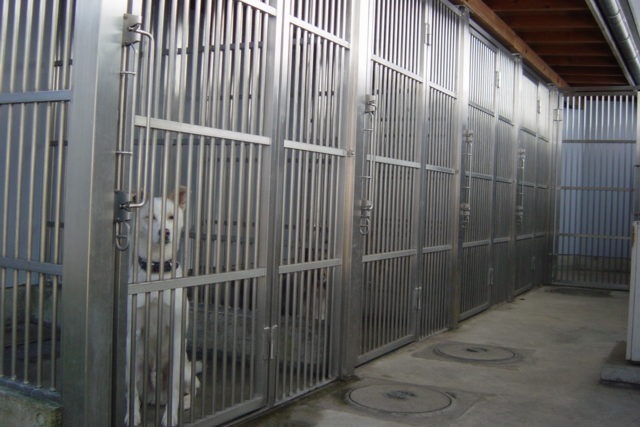 大型犬専用入院室